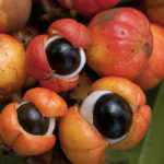 Guaraná